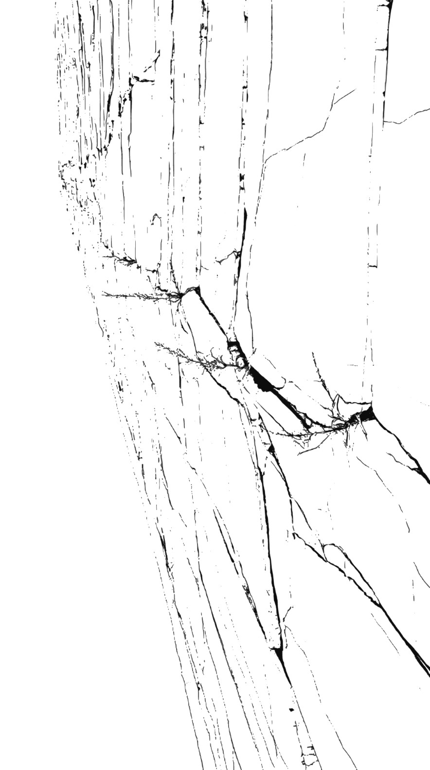 Tavola XII, Gibellina